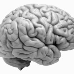 human-brain