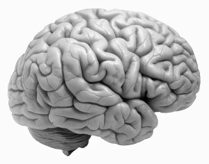human-brain 